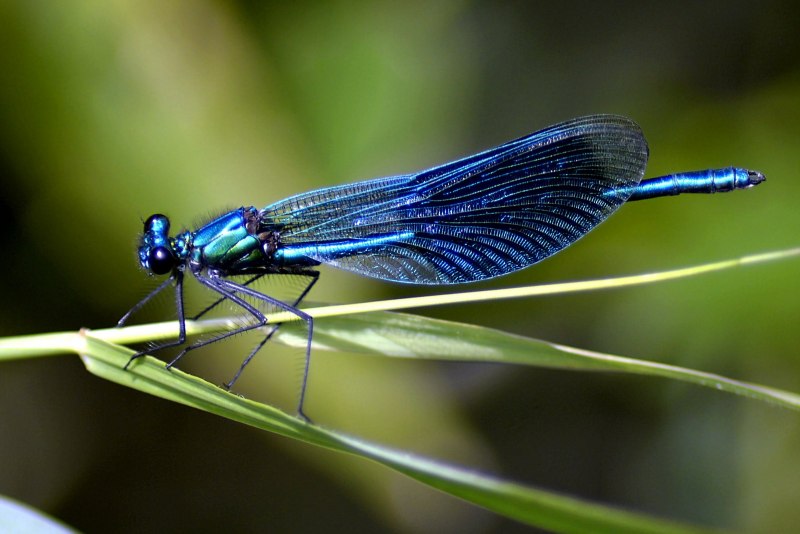 Стрекоза голубая (Orthetrum cancellatum