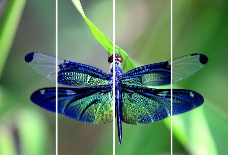 Стрекоза Calopteryx splendens