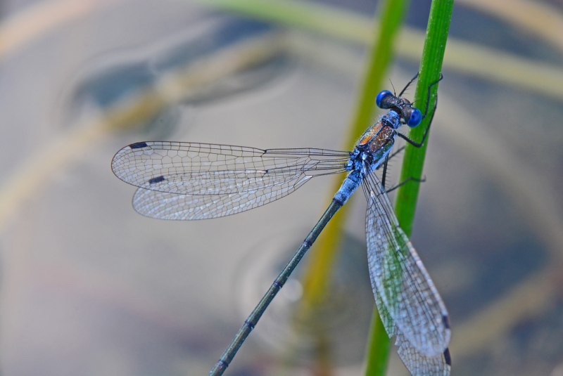 Красотка блестящая (Calopteryx splendens)