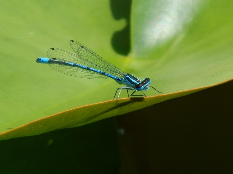 Orthetrum coerulescens самка