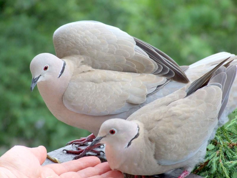 Вяхирь (Columba palumbus)