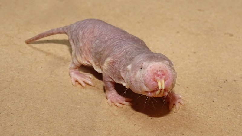 Голый землекоп (Heterocephalus Glaber)