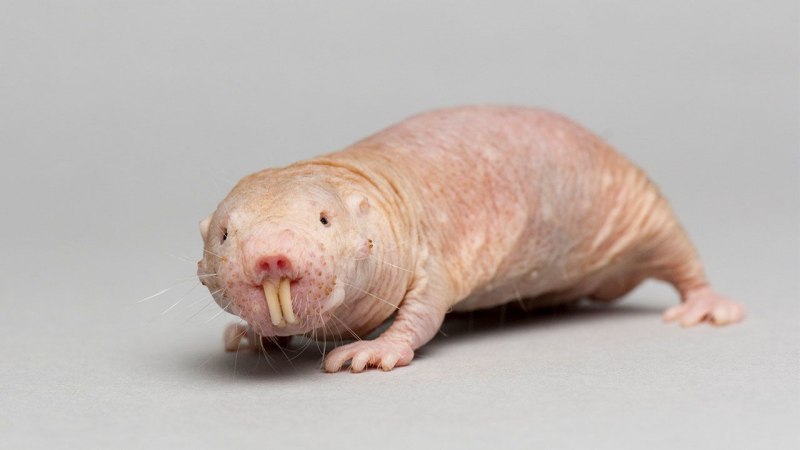 Голый землекоп (Heterocephalus Glaber)