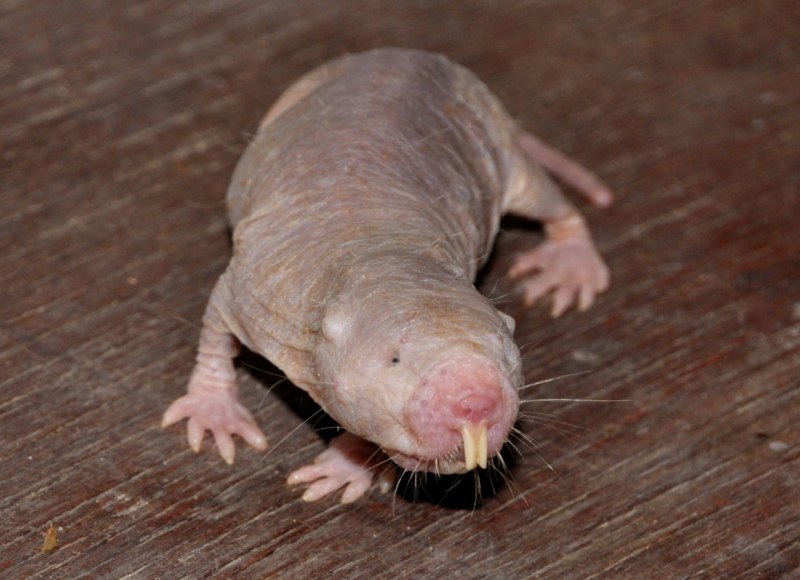 Голый землекоп (Heterocephalus Glaber)