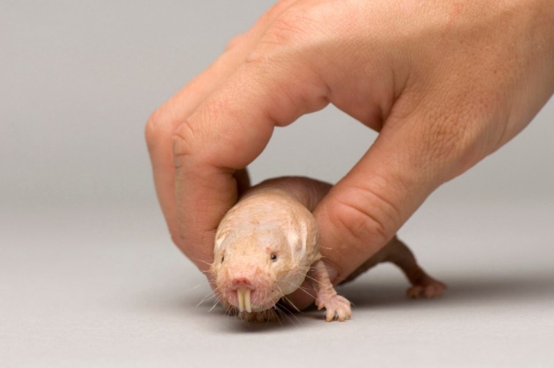 Голый землекоп (Heterocephalus Glaber)