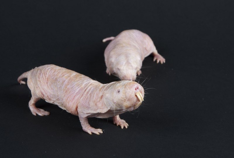 Голый землекоп (Heterocephalus Glaber)