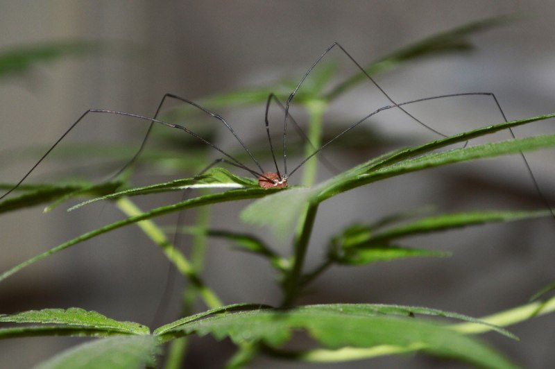 Agelenidae паук черный