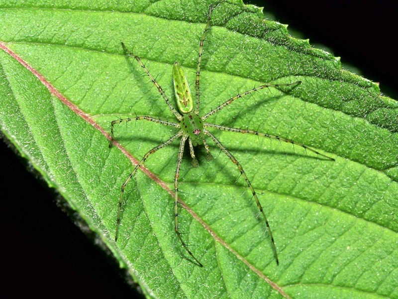 Лабиринтовый паук (Agelena labyrinthica)