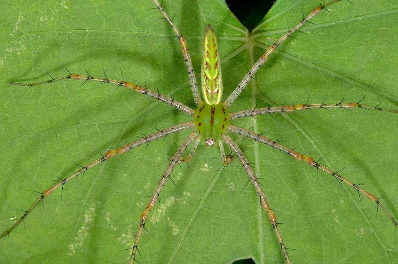 Травяной паук Agelenidae