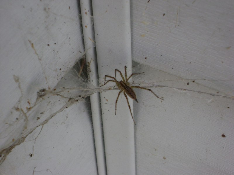 Spider Wasp