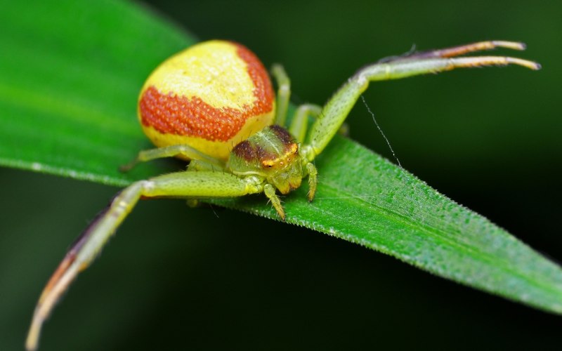 Травяной паук Agelenidae