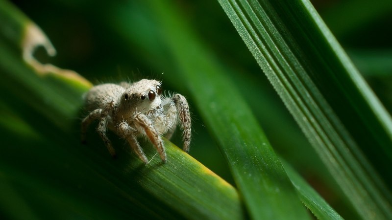 Argiope savignyi