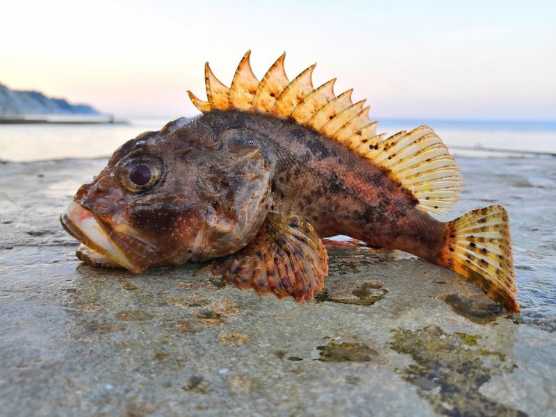 Дальневосточная зубатка (Anarhichas orientalis),