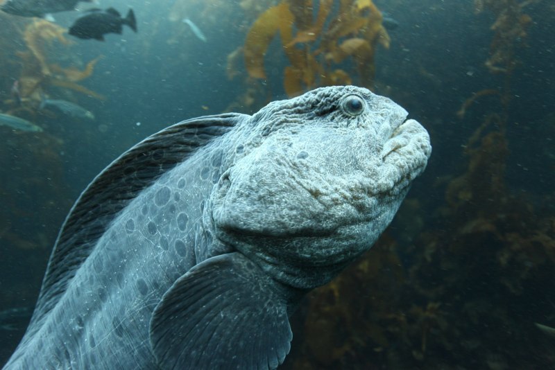 Дальневосточная зубатка (Anarhichas orientalis),