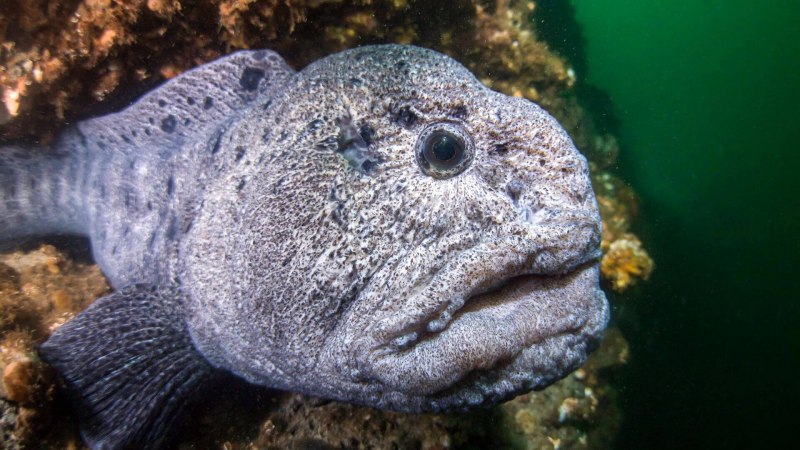 Рыба зубатка Охотское море