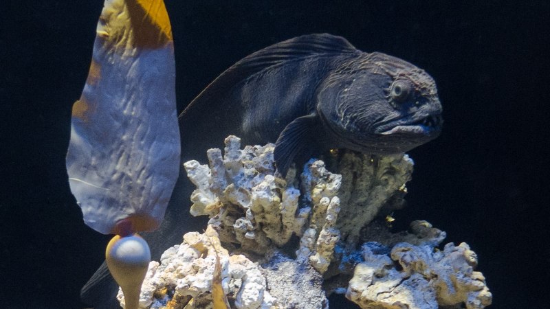 Дальневосточная зубатка (Anarhichas orientalis),