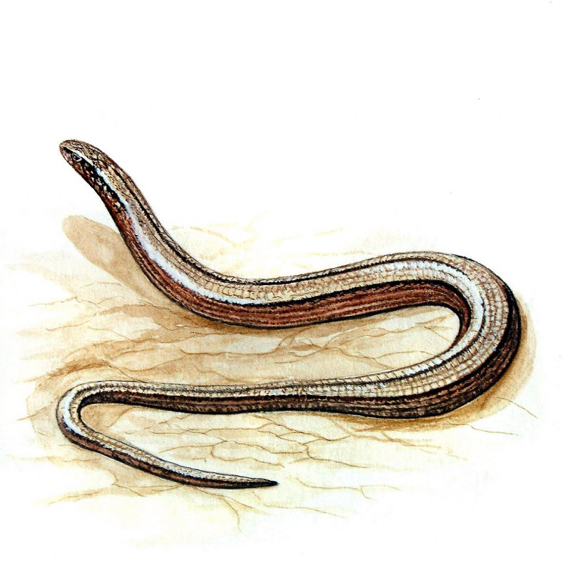 Coronella austriaca обыкновенная медянка