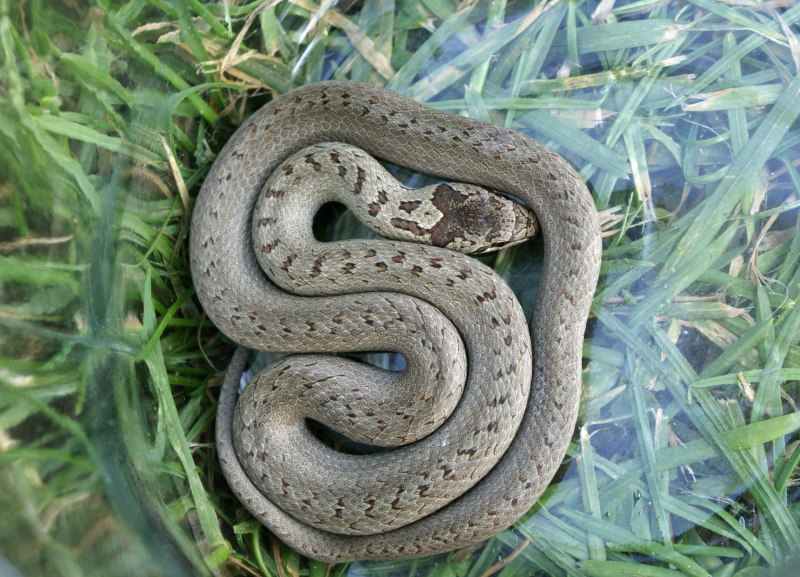 Веретеница ломкая (Anguis fragilis)