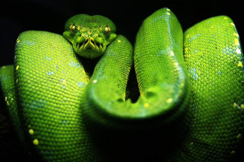 Morelia viridis