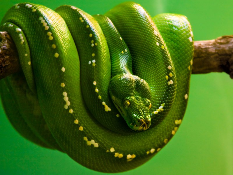Зелёный древесный питон Morelia viridis