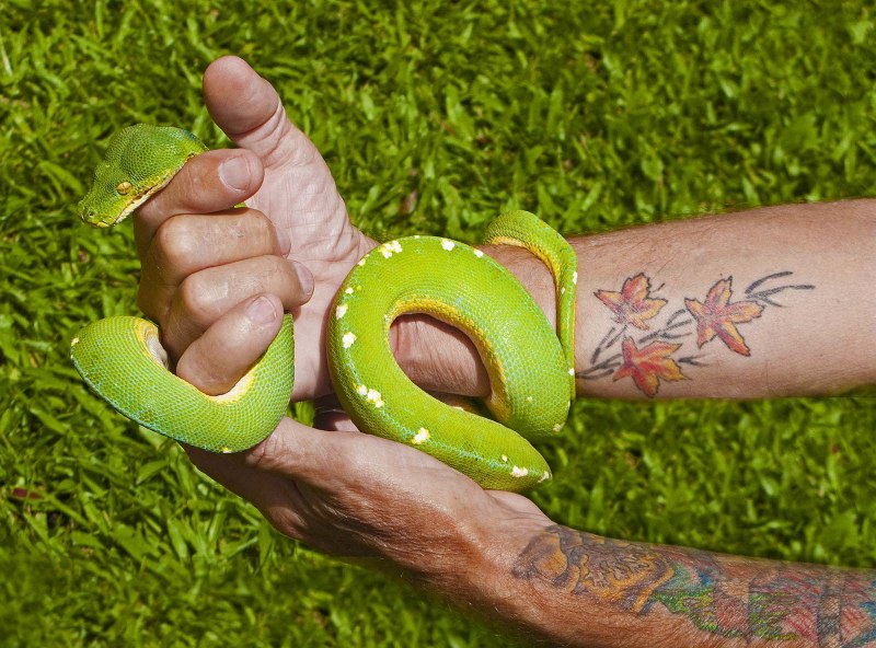 Morelia viridis желтый