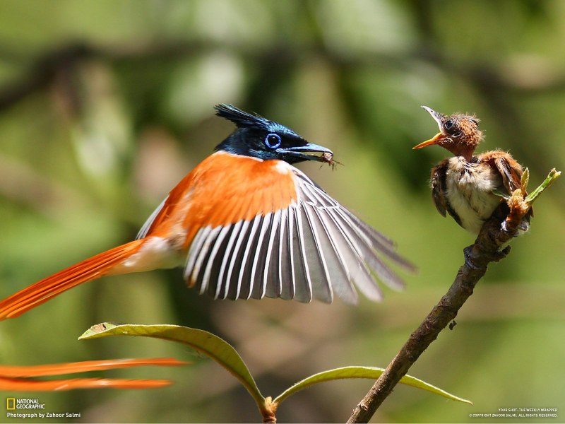 Kalametiya Bird Sanctuary