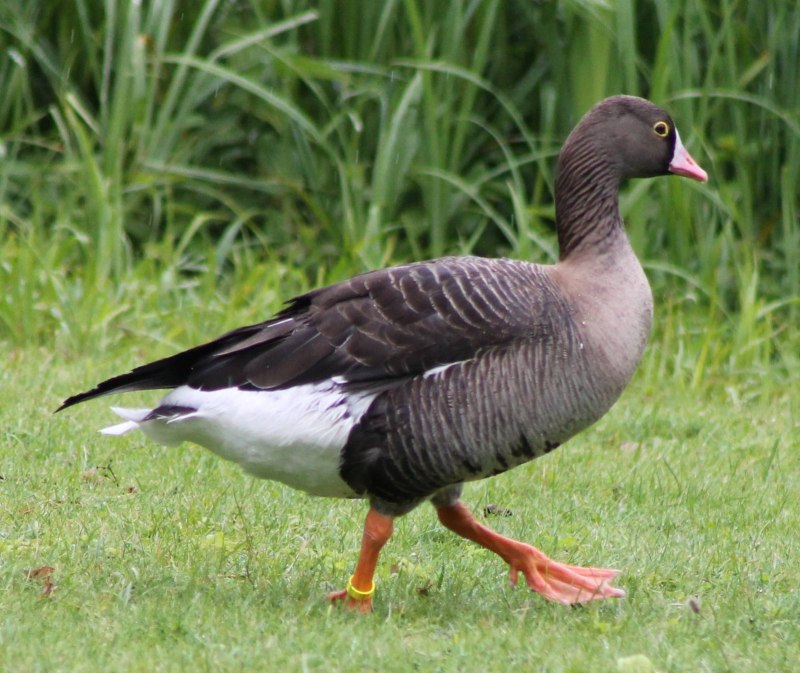 Пискулька Anser erythropus (Linnaeus, 1758)
