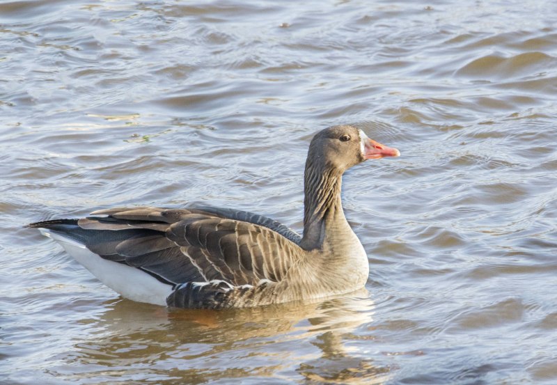 Пискулька Anser erythropus (Linnaeus, 1758)