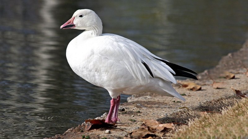 Пискулька (Anser erythropus)