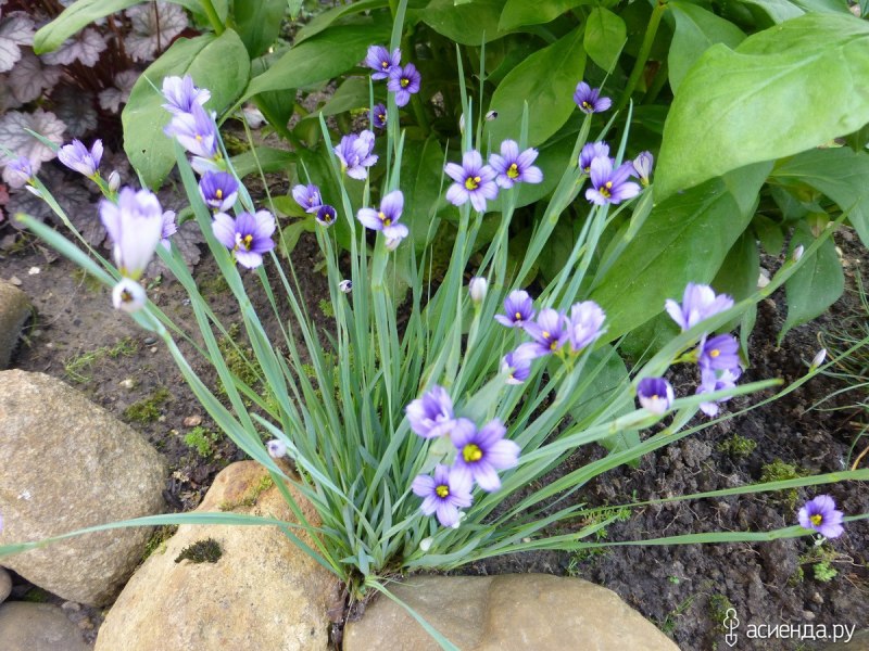 Расборы Boraras brigittae