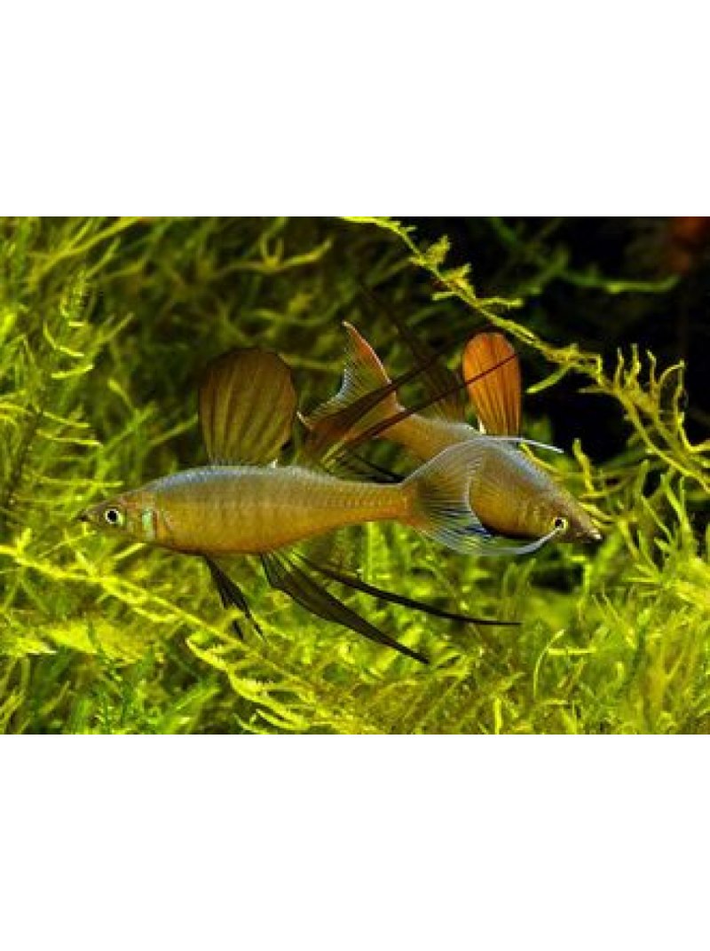 Pseudomugil ivantsoffi