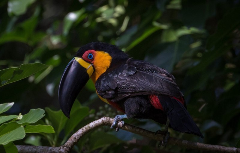 Тукан-Ариель, черноклювый (Ramphastos vitellinus)