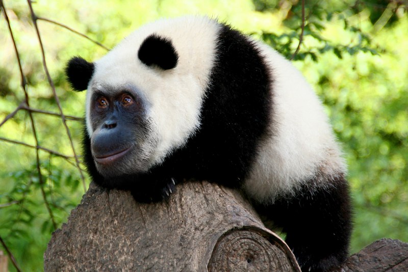 Панда обезьяна (49 фото)