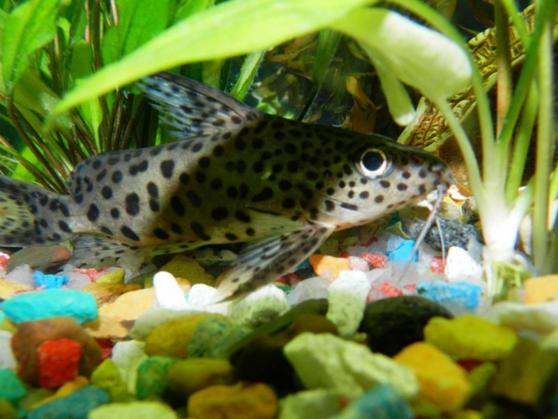 Синодонтис эуптерус (Synodontis eupterus)