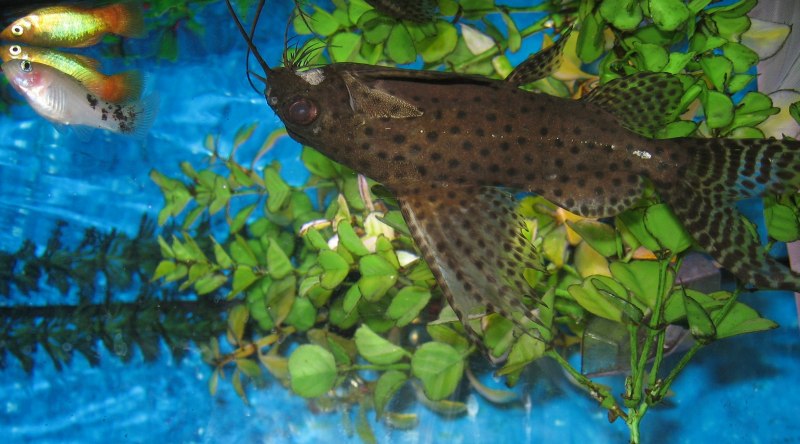 Синодонтис эуптерус (Synodontis eupterus)
