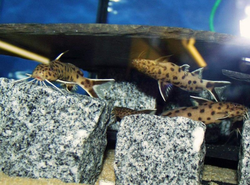 Синодонтис многопятнистый (Synodontis multipunctatus)