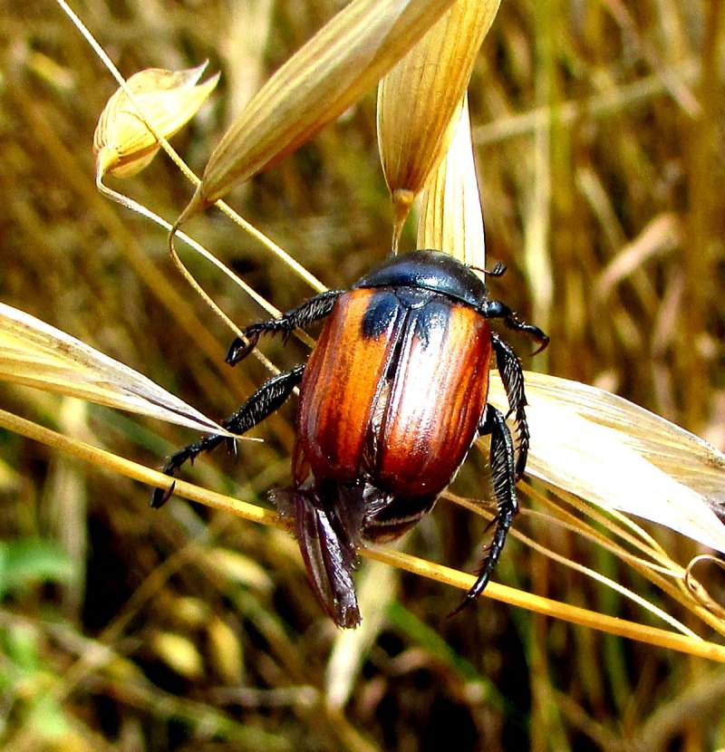 Хлебный Жук (Anisoplia austriaca)