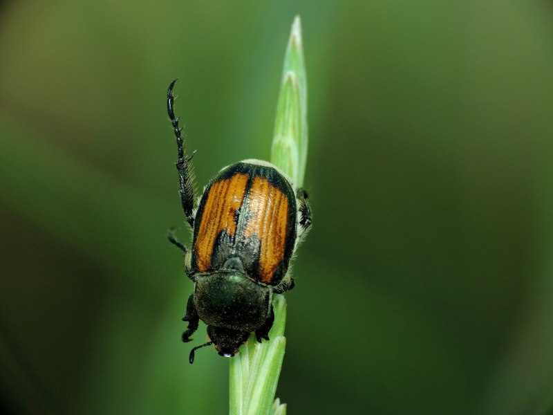 Хлебный Жук (Anisoplia austriaca)
