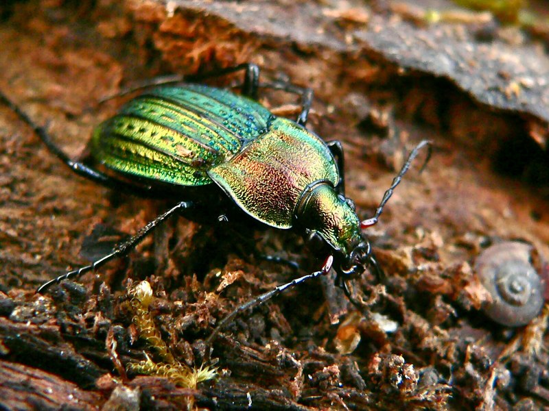 Хрущик Луговой anomala dubia