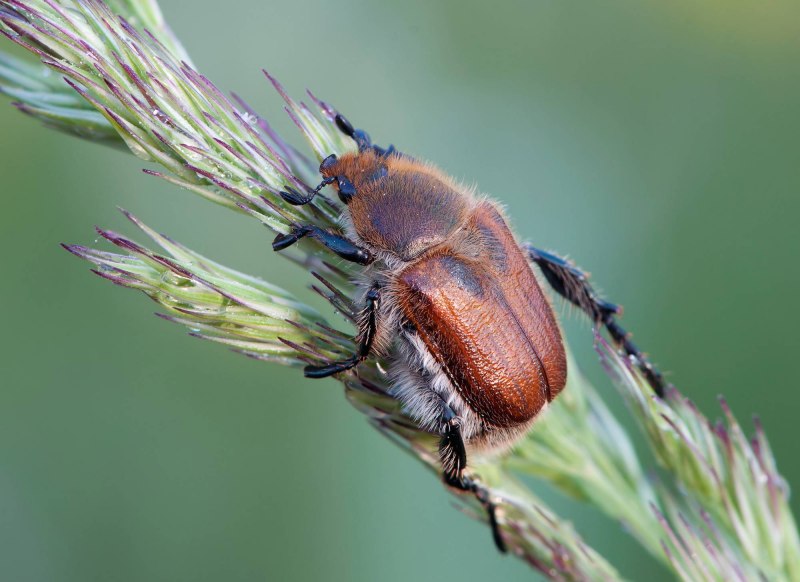 Хлебный Жук (Anisoplia austriaca)