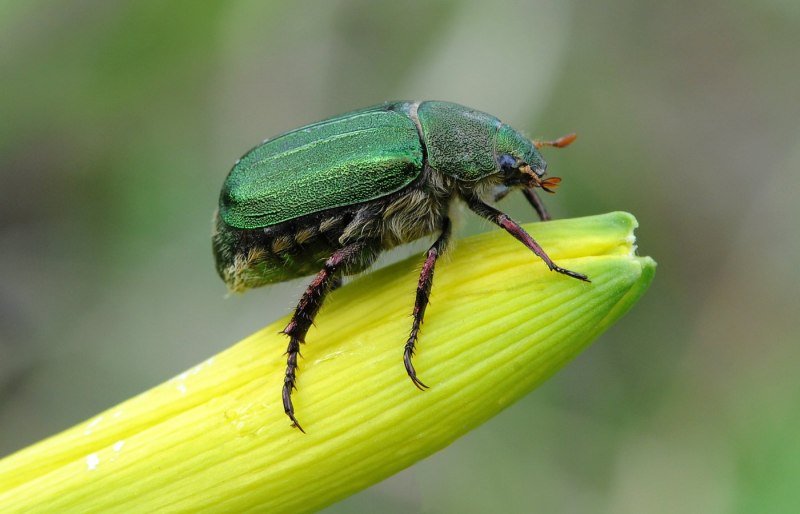Хлебный Жук (Anisoplia austriaca)