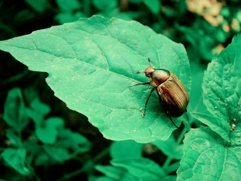 Хлебный Жук (Anisoplia austriaca)