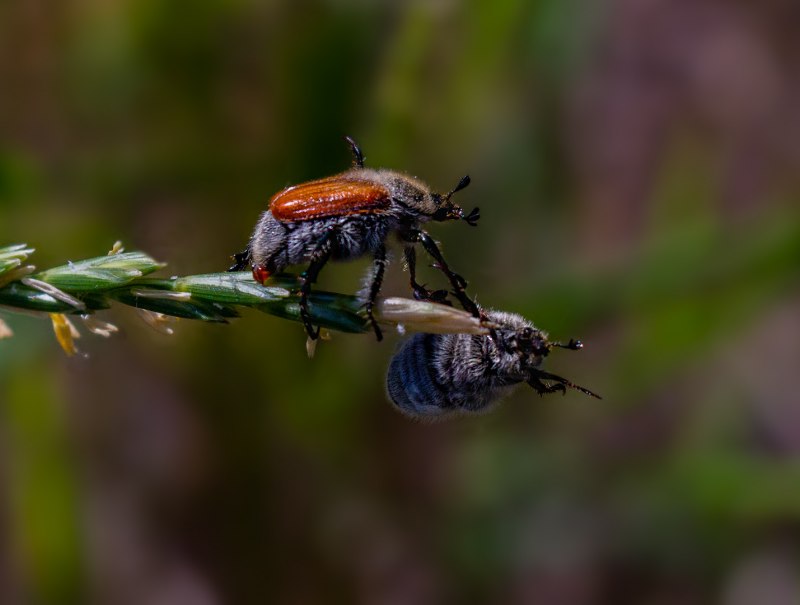 Хлебный Жук (Anisoplia austriaca)
