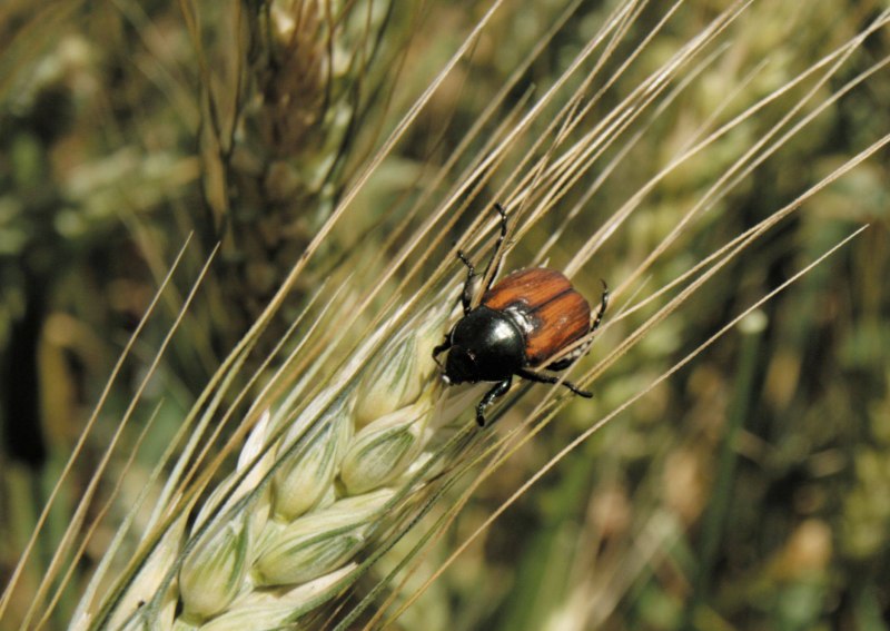 Кузька Крестоносец Anisoplia Agricola