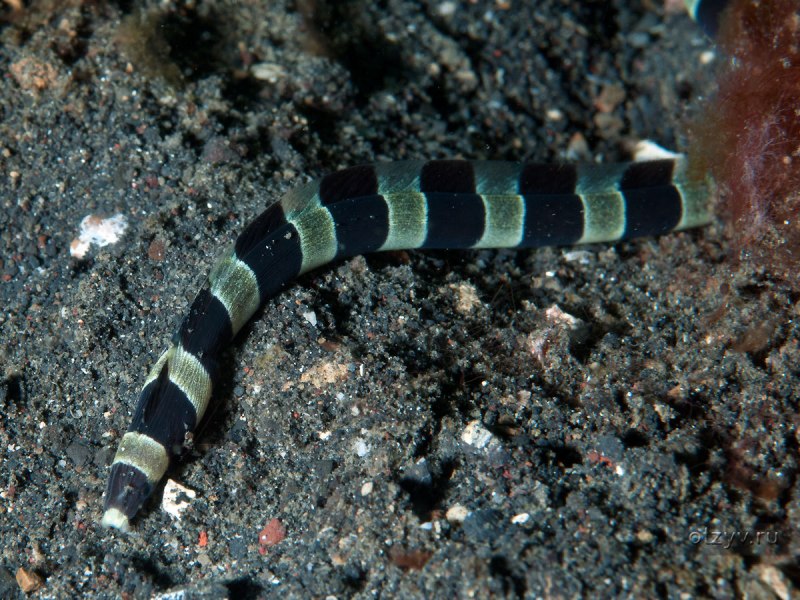 Echidna polyzona