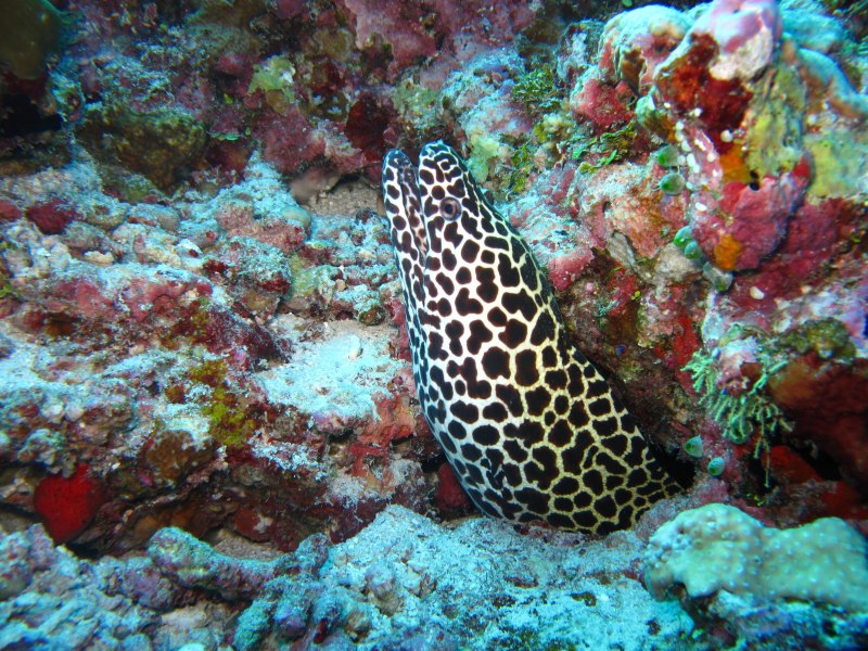 Muraena appendiculata