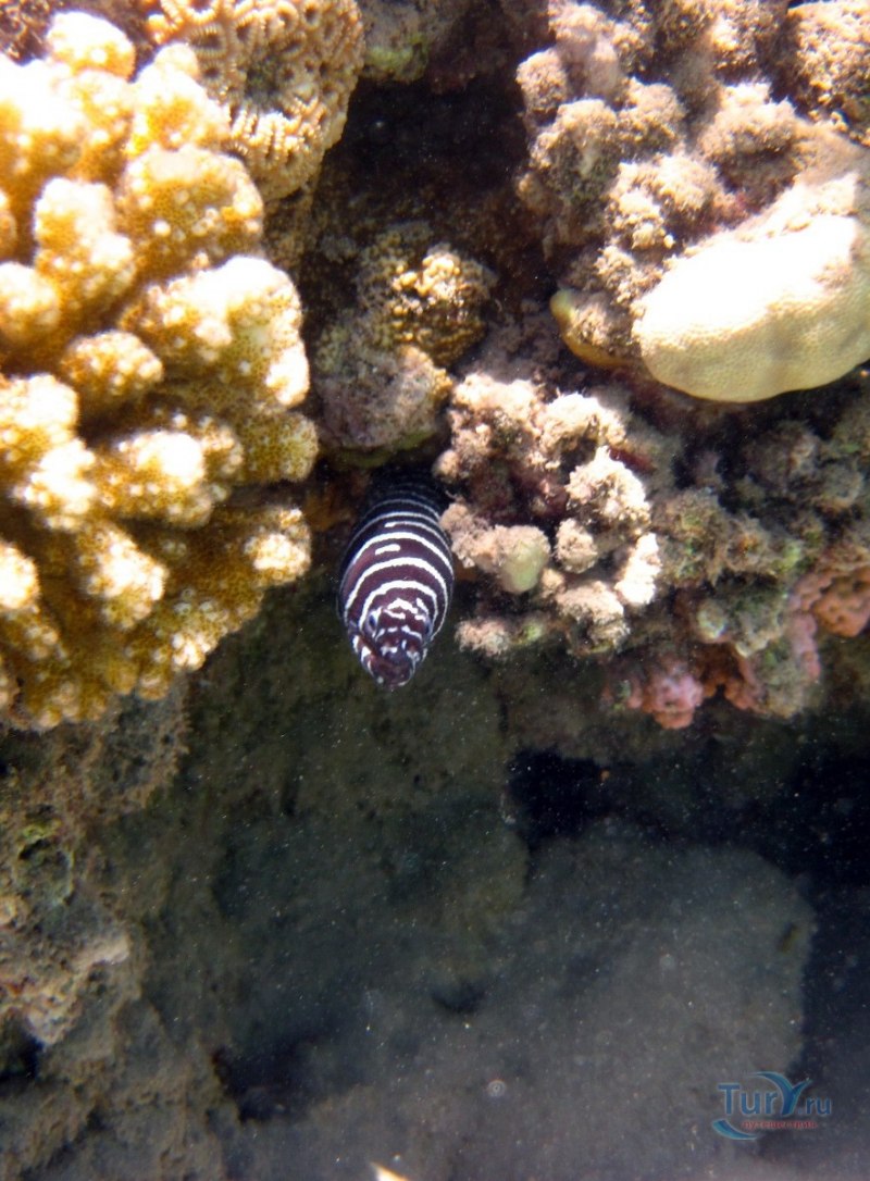 Echidna polyzona