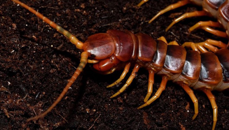 Многоножка Millipede красная