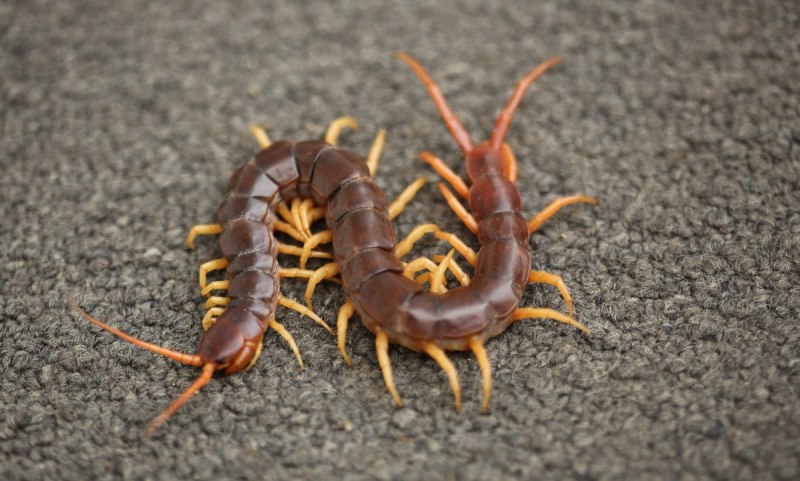 Обыкновенная костянка-Lithobius forficatus