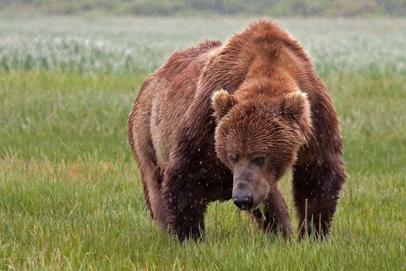 Ursus arctos GOBIENSIS